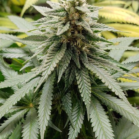 Northern Lights growlog timeline photo