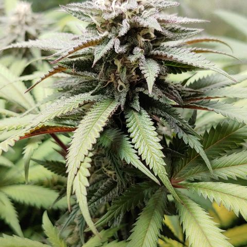OG Kush growlog timeline photo