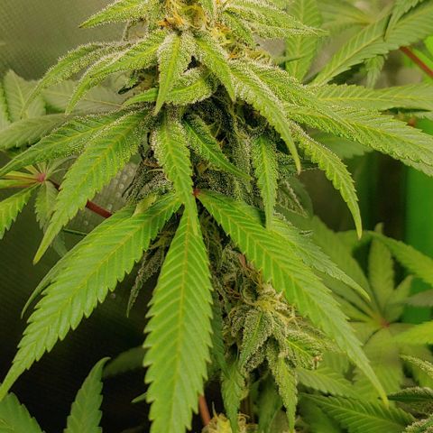 Special Queen #1 growlog timeline photo