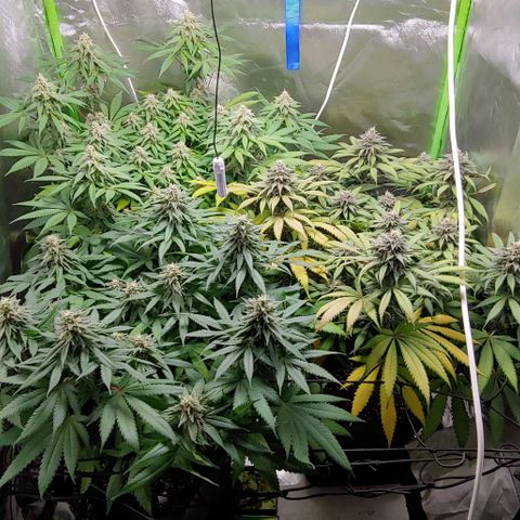 OG Kush growlog timeline photo