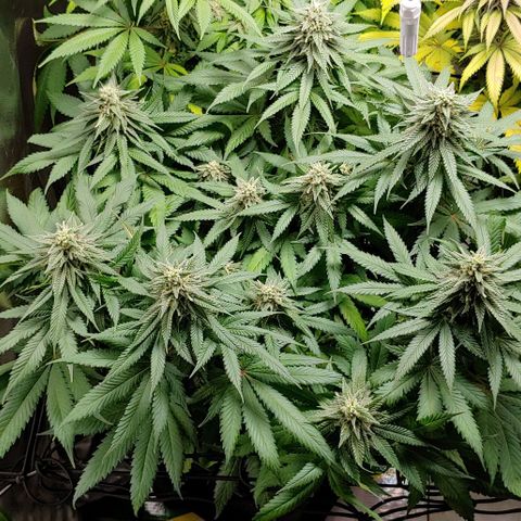 Northern Lights growlog timeline photo