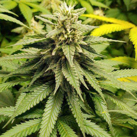 Northern Lights growlog timeline photo