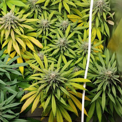 OG Kush growlog timeline photo