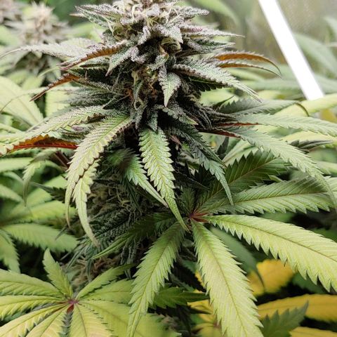 OG Kush growlog timeline photo