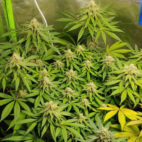 Special Queen #1 growlog timeline photo