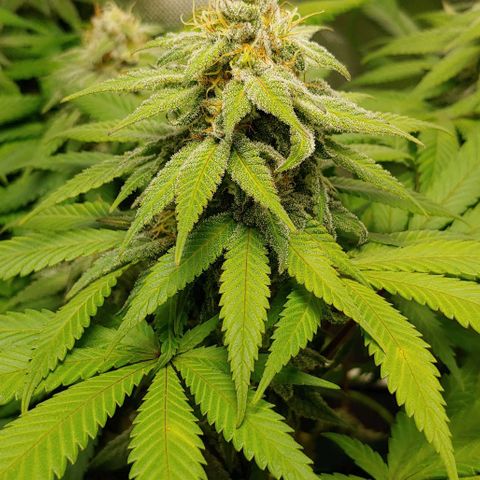 Special Queen #1 growlog timeline photo