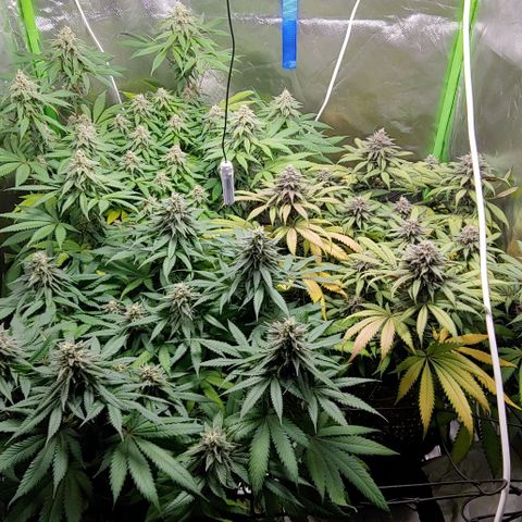 OG Kush growlog timeline photo