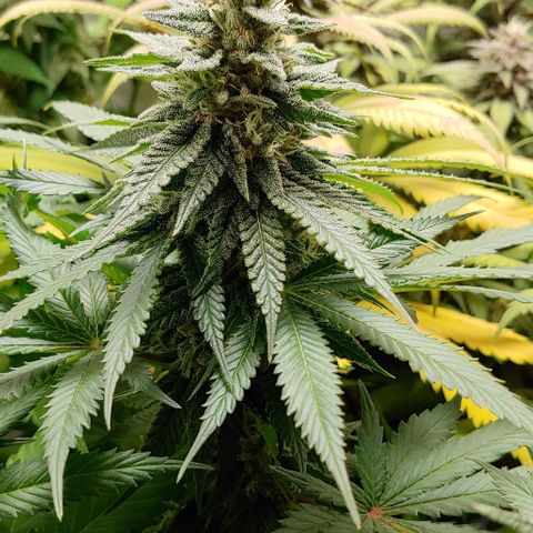 Northern Lights growlog timeline photo