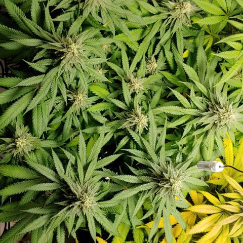 Northern Lights growlog timeline photo