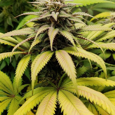 OG Kush growlog timeline photo