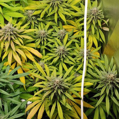 OG Kush growlog timeline photo