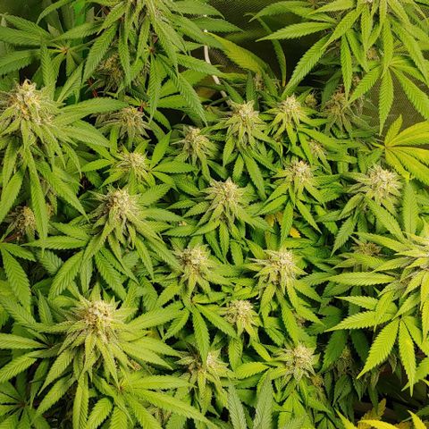 Special Queen #1 growlog timeline photo