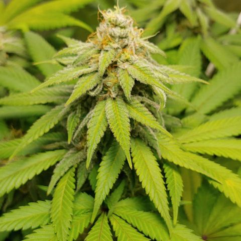 Special Queen #1 growlog timeline photo