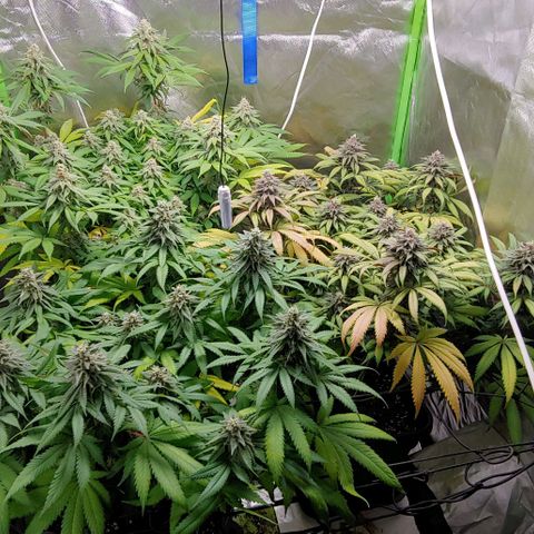 OG Kush growlog timeline photo