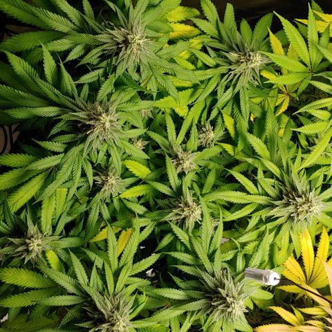 Northern Lights growlog timeline photo