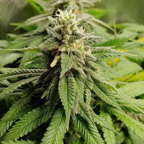 Northern Lights growlog timeline photo