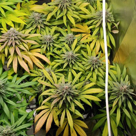 OG Kush growlog timeline photo