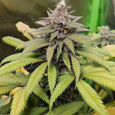 OG Kush growlog timeline photo