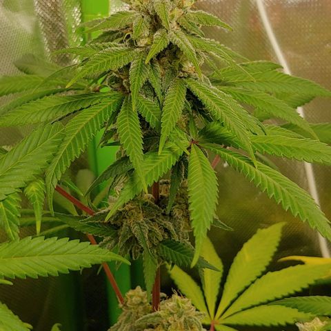 Special Queen #1 growlog timeline photo