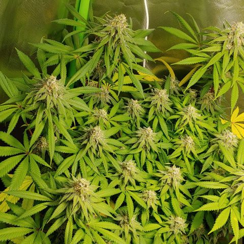 Special Queen #1 growlog timeline photo