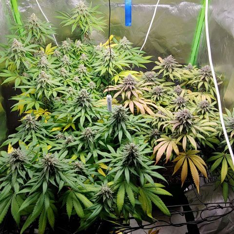 OG Kush growlog timeline photo