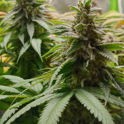 Northern Lights growlog timeline photo
