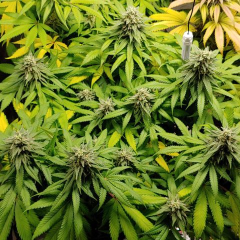 Northern Lights growlog timeline photo