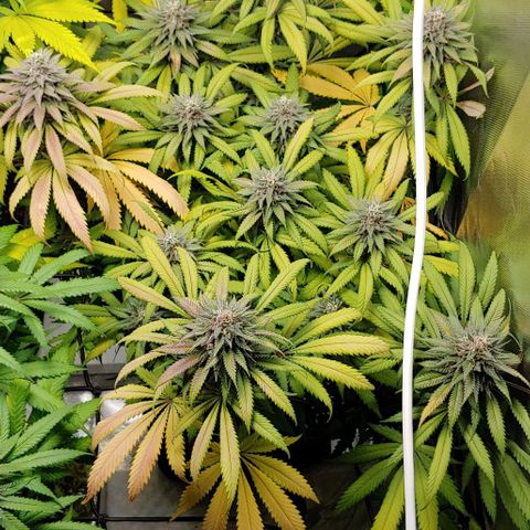 OG Kush growlog timeline photo