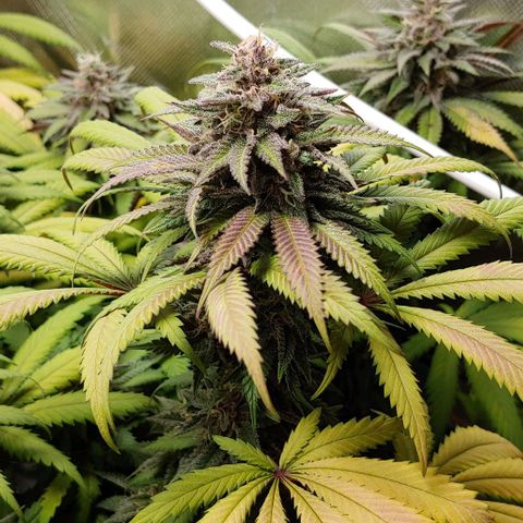 OG Kush growlog timeline photo