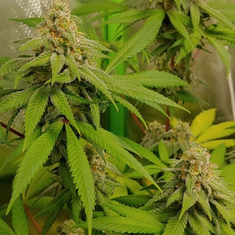 Special Queen #1 growlog timeline photo