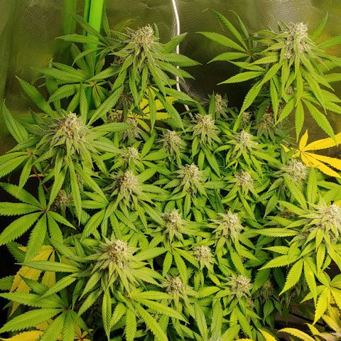 Special Queen #1 growlog timeline photo