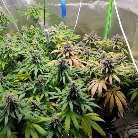 OG Kush growlog timeline photo