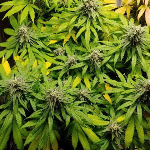 Northern Lights growlog timeline photo
