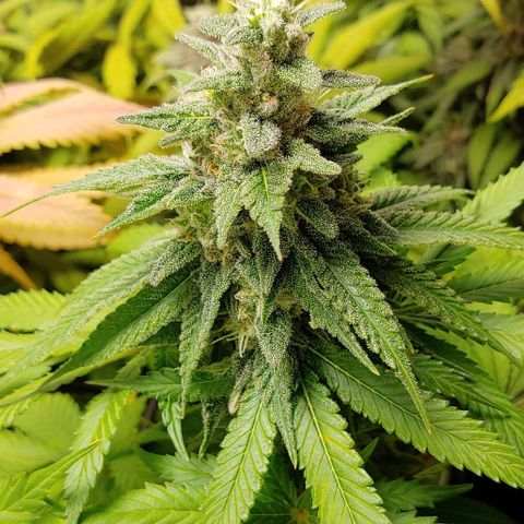 Northern Lights growlog timeline photo