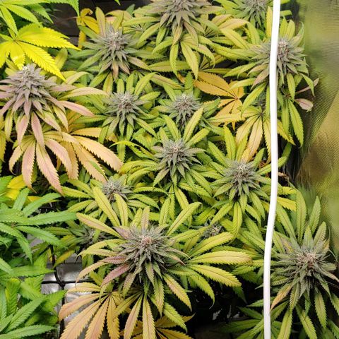 OG Kush growlog timeline photo