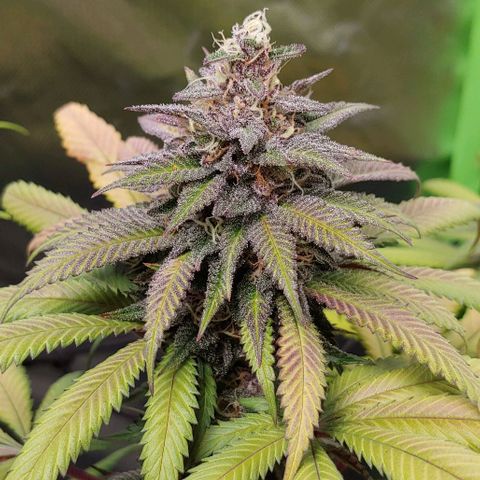 OG Kush growlog timeline photo