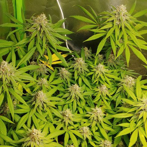 Special Queen #1 growlog timeline photo
