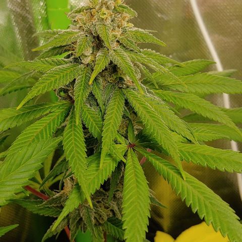 Special Queen #1 growlog timeline photo