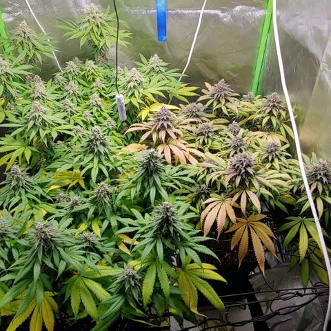 OG Kush growlog timeline photo