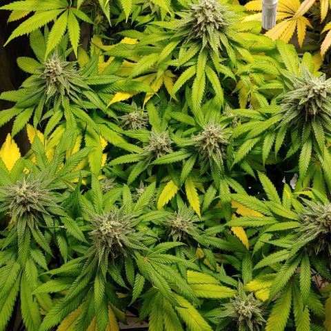 Northern Lights growlog timeline photo