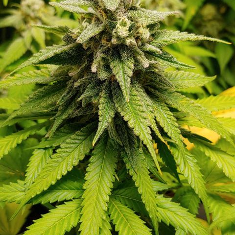 Northern Lights growlog timeline photo