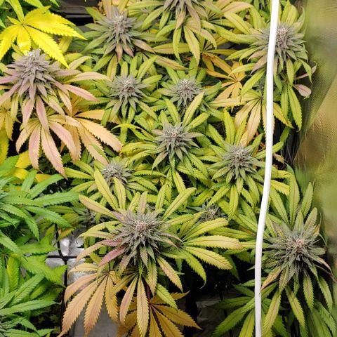 OG Kush growlog timeline photo