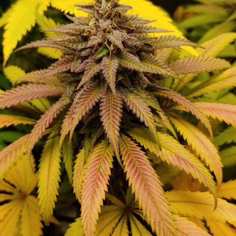 OG Kush growlog timeline photo