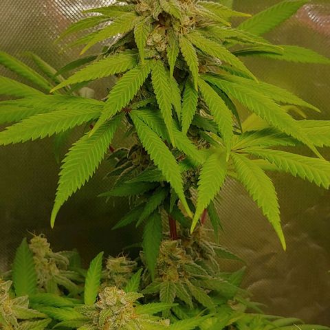 Special Queen #1 growlog timeline photo
