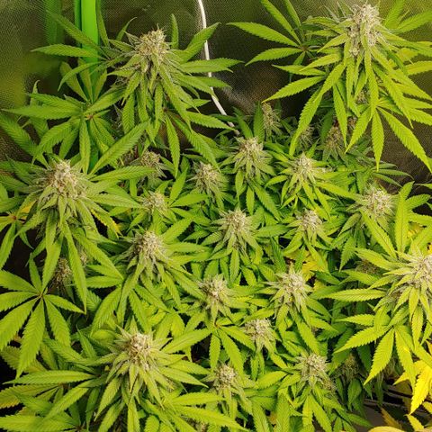 Special Queen #1 growlog timeline photo