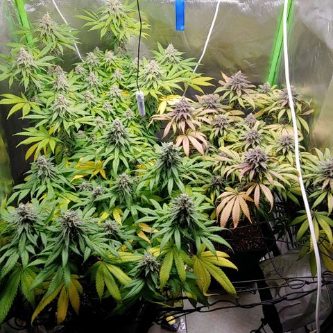 OG Kush growlog timeline photo