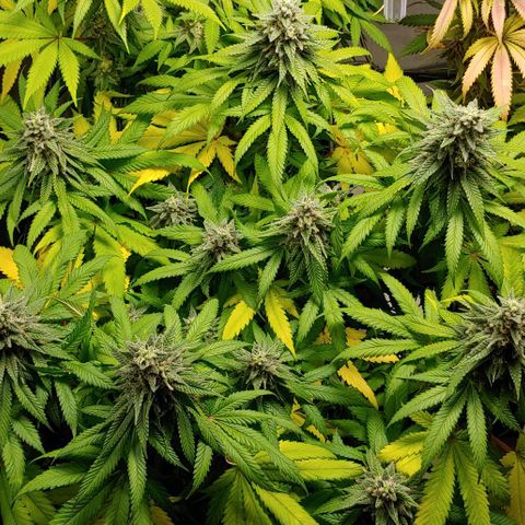 Northern Lights growlog timeline photo