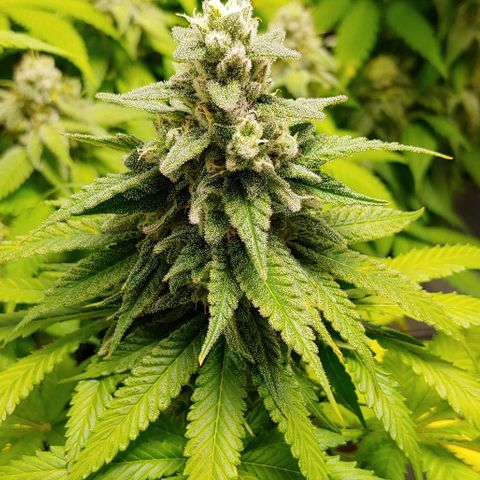 Northern Lights growlog timeline photo