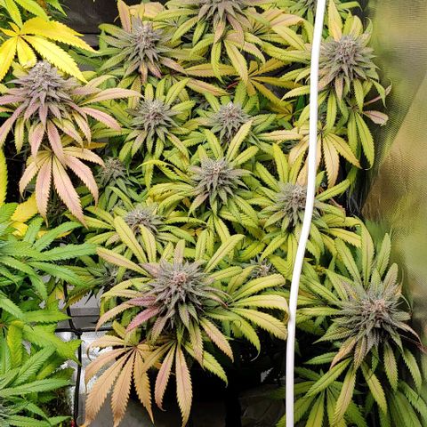 OG Kush growlog timeline photo