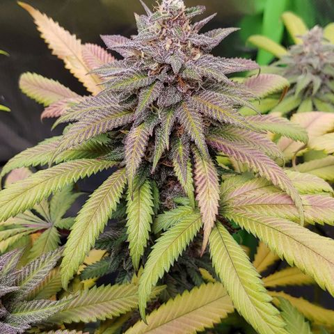 OG Kush growlog timeline photo